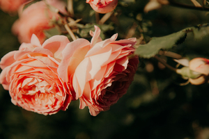 女方家婚礼待客穿什么衣服