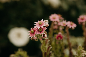 花海汀婚礼策划
