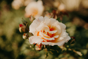 洛可可装修风格 洛可可室内装饰风格有什么特点