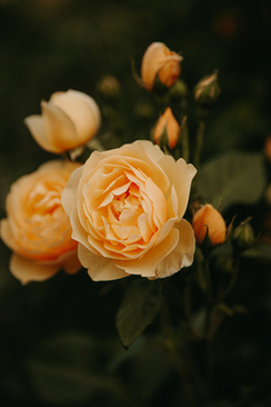 草坪婚礼策划 怎样策划一次草坪婚礼