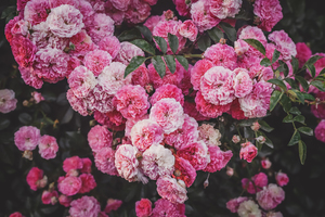 敬菩萨红包怎么写 小红包供养佛菩萨怎么写呢?