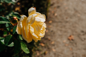 婚礼上注意事项 婚礼上有哪些注意事项?