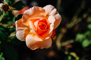 婚礼主持夸新娘