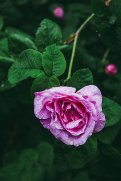 离过婚去办理结婚手续 离过婚再办结婚证需要什么材料