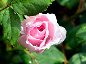 放车里的花叫什么名字