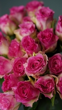 红色主婚车用什么颜色花 红色婚车配什么花好看？