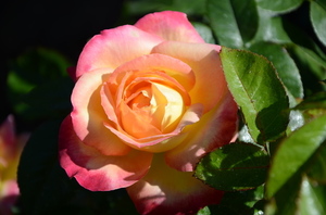 婚庆这行业前景怎么样 婚庆行业未来的发展前景，会怎么样？