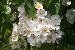 结婚一定要铺红床单吗