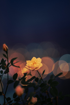 结婚打底穿什么颜色合适 结婚穿婚纱里面的打底衣服穿什么颜色好