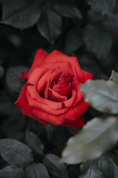 内向的人当伴娘怎么办