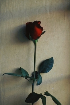 武汉接亲要带什么 接亲的时候需要带什么