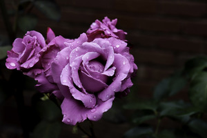 v型婚车鲜花图片 婚车V型花大概需要多少朵花