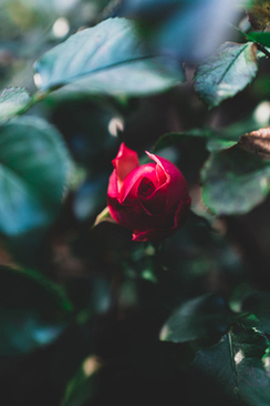 登记就是结婚了吗 领证就是结婚了吗