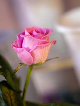 1米5头纱有多长 婚纱拖尾1.5 米。长头纱该多长才适合?