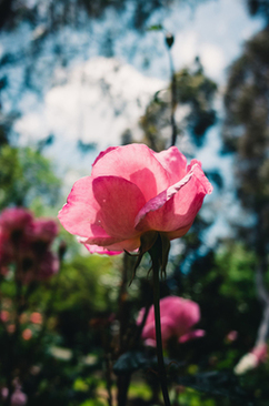 铺婚床是前一天好还是当天好