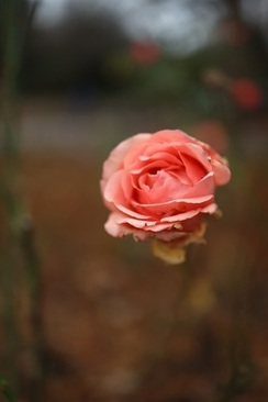 结婚当天安全裤买什么颜色 防走光安全裤应该买什么颜色