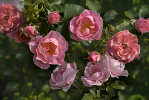 蕾丝婚纱特点 各种婚纱面料的质量及优缺点有哪些