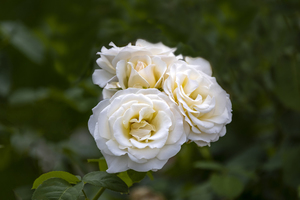 伴娘服是新娘选还是伴娘选 伴娘服新娘一般什么时候和伴娘确定？