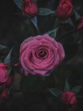 中式婚宴菜单名称大全 中式正规宴会的所有菜品