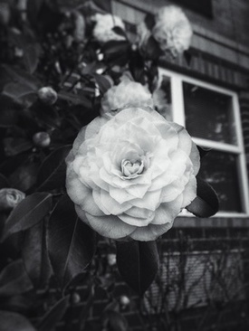 拍结婚证可以穿黑色衣服吗 拍结婚登记照能穿黑色衣服吗