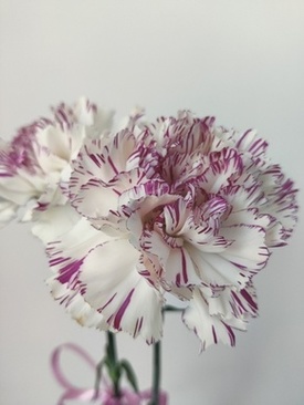 适合参加夏天婚礼穿的裤子 参加夏季婚礼的时候穿什么衣服好