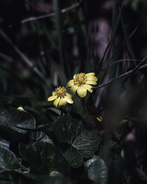 结婚敬茶为什么要用盖碗 婚礼时为什么要敬茶?