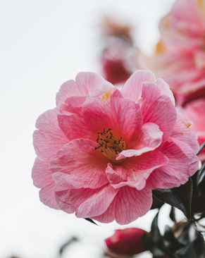 男证婚人穿什么 参加婚礼证婚人着装礼仪