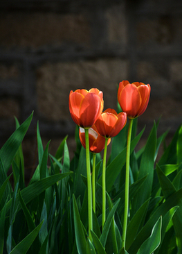婚礼现场布置效果图 婚礼现场布置效果图是用什么软件制作的?
