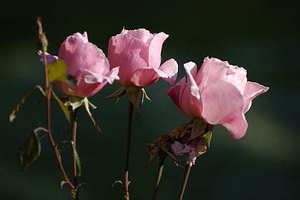 结婚电子请帖配文字 朋友圈结婚电子请帖怎么配文?