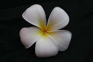 新郎西装伴郎穿秀禾 秀禾服，新郎穿什么衣服，西装可以搭配么