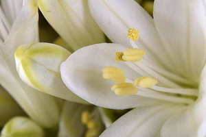 结婚那天娘家都摆什么菜 结婚早晨娘家做什么菜