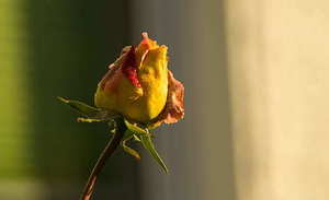 婚礼最火歌曲 最火的结婚歌曲有哪些