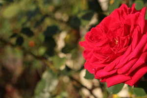 送紫色郁金香代表什么 送朋友紫色郁金香代表什么？