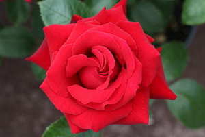 婚礼流程新郎要说什么话 结婚典礼时新郎说的话