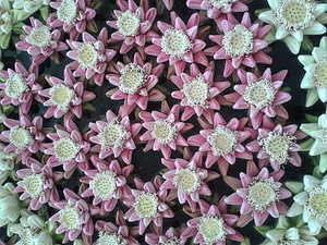 女方的婚纱钱谁出 婚纱的钱是男方付还是女方