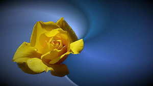 伴郎不能穿什么颜色 伴郎应该穿什么颜色的衣服?