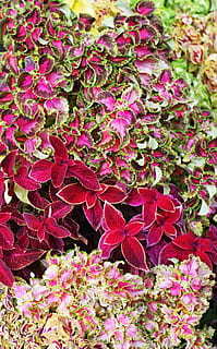 六十六穿衣有什么讲究