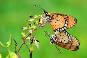 伴郎和新郎同带红色领结 新郎的领结和伴郎是用一个颜色吗