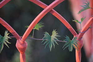 电子版邀请函 电子版邀请函是什么？什么叫电子版？