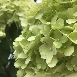 新娘送手捧花的含义 新娘手捧花送给别人代表的含义是什么