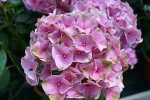 儿子结婚请柬范文短信 短信请柬范文、儿子结婚